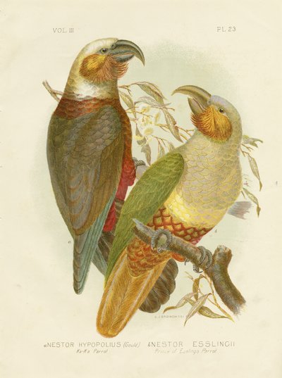 Pappagallo Kaka, 1891 da Gracius Broinowski
